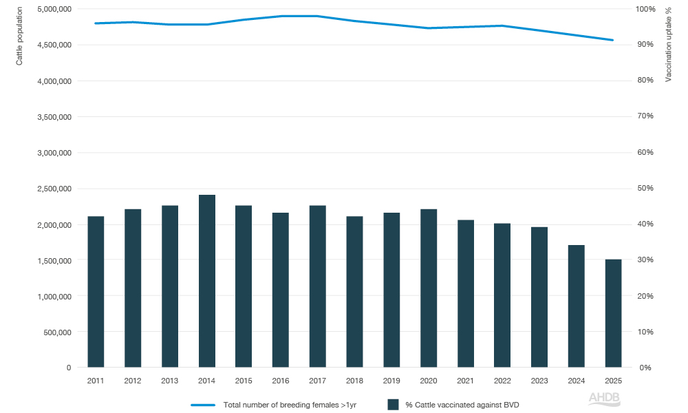 Bar and line chart showing BVD vaccination between 2012–2025.